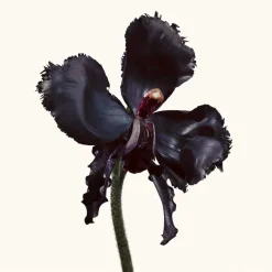 Eau de Parfum Spray, Black Orchid Reserve