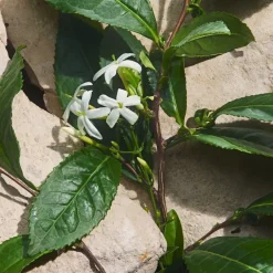 Eau de Parfum Spray, Capri in Love