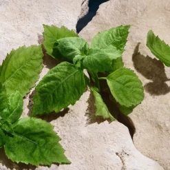 Eau de Parfum Spray, Capri in Love