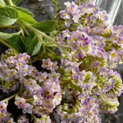 Eau de Parfum Spray, Intense