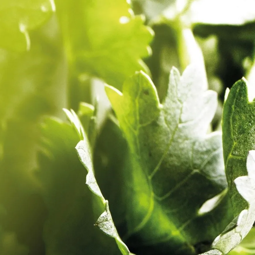 Eau de Parfum Spray, Wood Essence