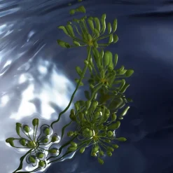 Eau de Toilette Spray, Reborn