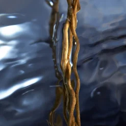 Eau de Toilette Spray, Reborn